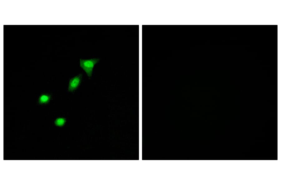 Immunofluorescence - Anti-REQU Antibody (C11434) - Antibodies.com