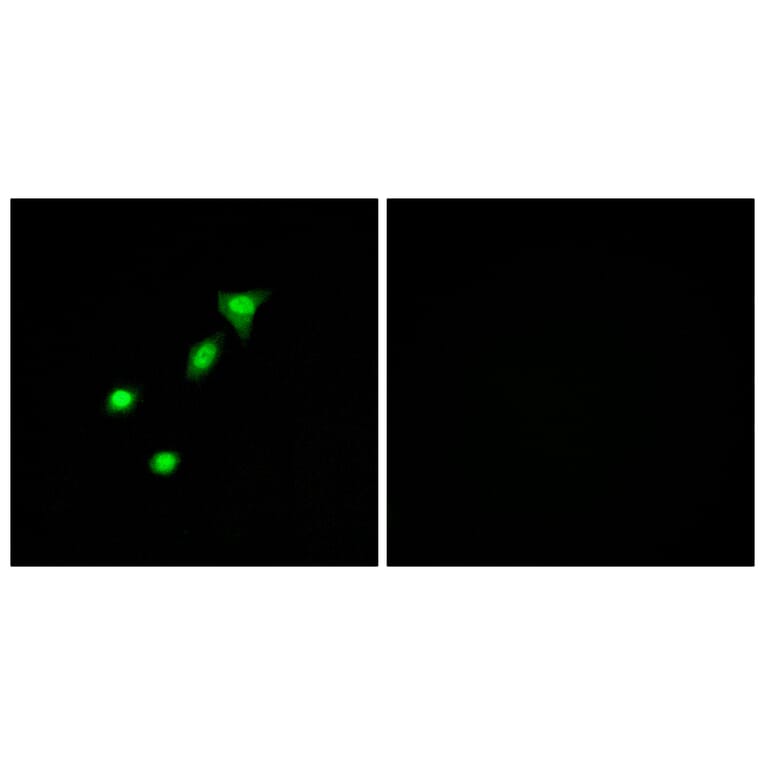 Immunofluorescence - Anti-REQU Antibody (C11434) - Antibodies.com