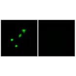 Immunofluorescence - Anti-REQU Antibody (C11434) - Antibodies.com