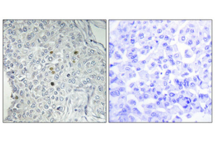 Immunohistochemistry - Anti-REQU Antibody (C11434) - Antibodies.com