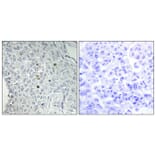 Immunohistochemistry - Anti-REQU Antibody (C11434) - Antibodies.com
