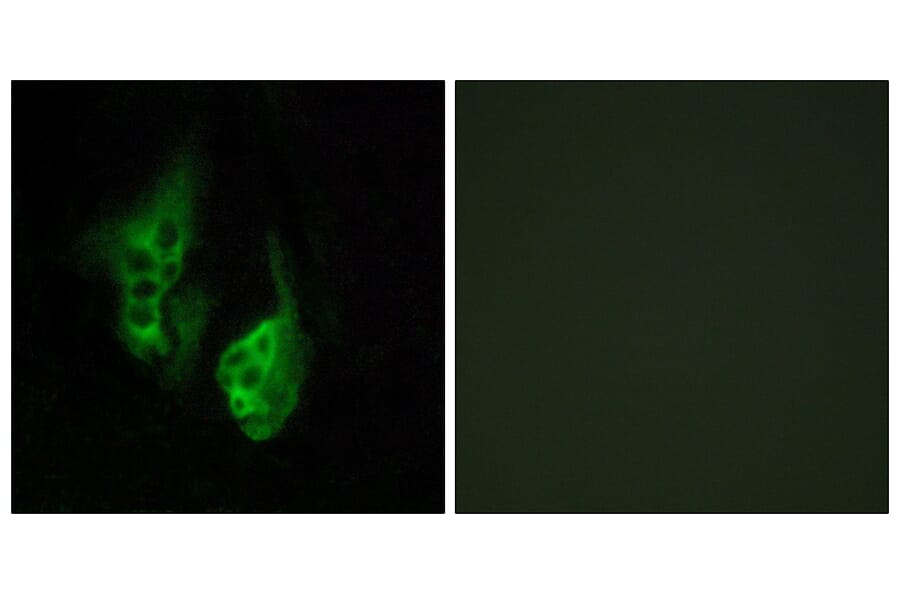 Immunofluorescence - Anti-OPN5 Antibody (G489) - Antibodies.com