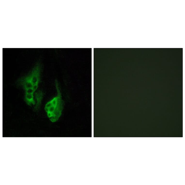 Immunofluorescence - Anti-OPN5 Antibody (G489) - Antibodies.com
