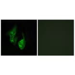 Immunofluorescence - Anti-OPN5 Antibody (G489) - Antibodies.com