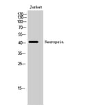Western Blot - Anti-OPN5 Antibody (G489) - Antibodies.com