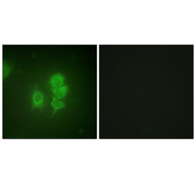 Immunofluorescence - Anti-MSK1 Antibody (B0686) - Antibodies.com