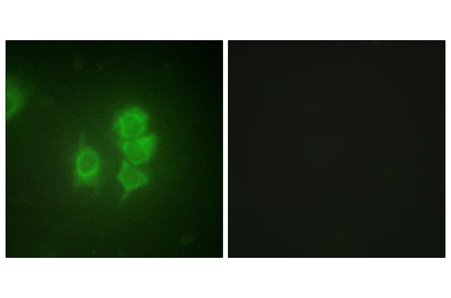 Immunofluorescence - Anti-MSK1 Antibody (B0686) - Antibodies.com