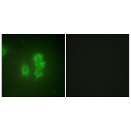 Immunofluorescence - Anti-MSK1 Antibody (B0686) - Antibodies.com