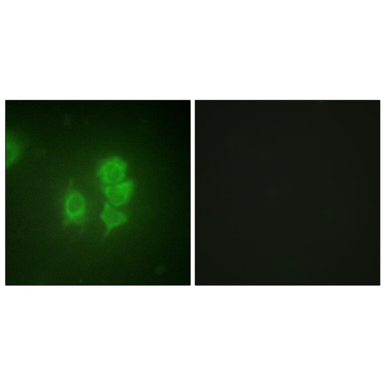 Immunofluorescence - Anti-MSK1 Antibody (B0686) - Antibodies.com