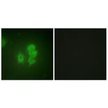 Immunofluorescence - Anti-MSK1 Antibody (B0686) - Antibodies.com