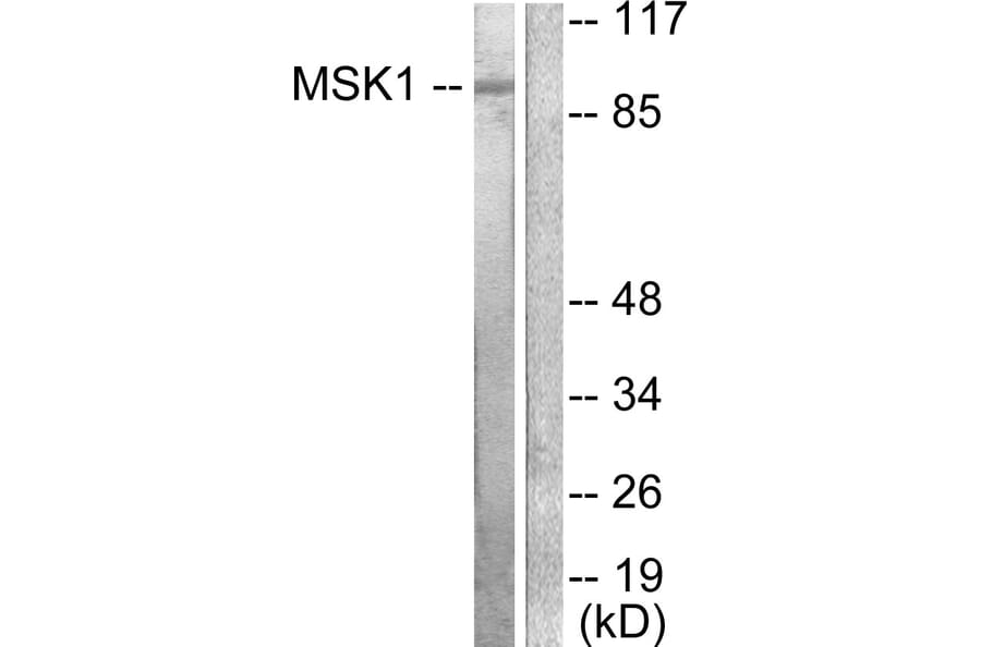Western Blot - Anti-MSK1 Antibody (B0686) - Antibodies.com