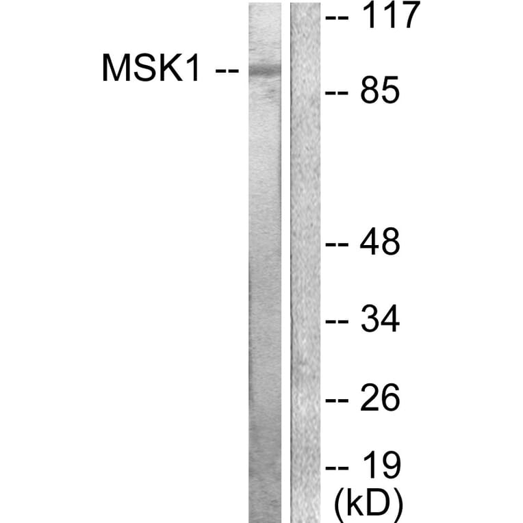 Western Blot - Anti-MSK1 Antibody (B0686) - Antibodies.com