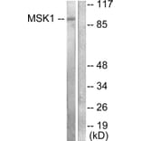 Western Blot - Anti-MSK1 Antibody (B0686) - Antibodies.com