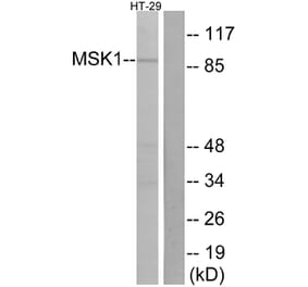 Western Blot - Anti-MSK1 Antibody (B7155) - Antibodies.com