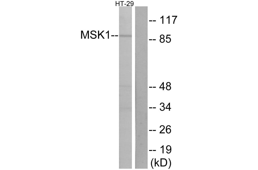 Western Blot - Anti-MSK1 Antibody (B7155) - Antibodies.com