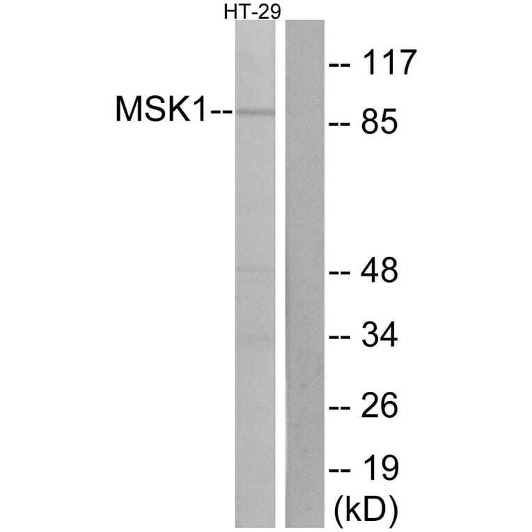 Western Blot - Anti-MSK1 Antibody (B7155) - Antibodies.com