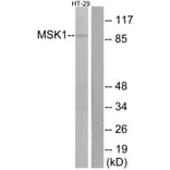 Western Blot - Anti-MSK1 Antibody (B7155) - Antibodies.com