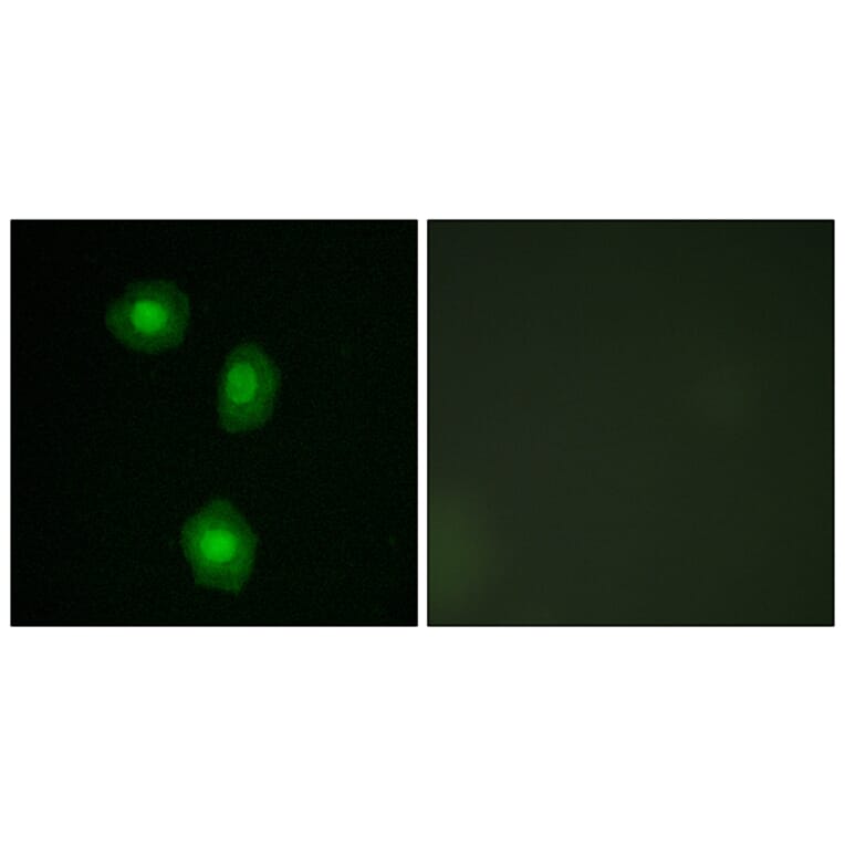 Immunofluorescence - Anti-MSK1 Antibody (B7155) - Antibodies.com