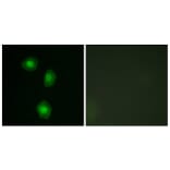 Immunofluorescence - Anti-MSK1 Antibody (B7155) - Antibodies.com