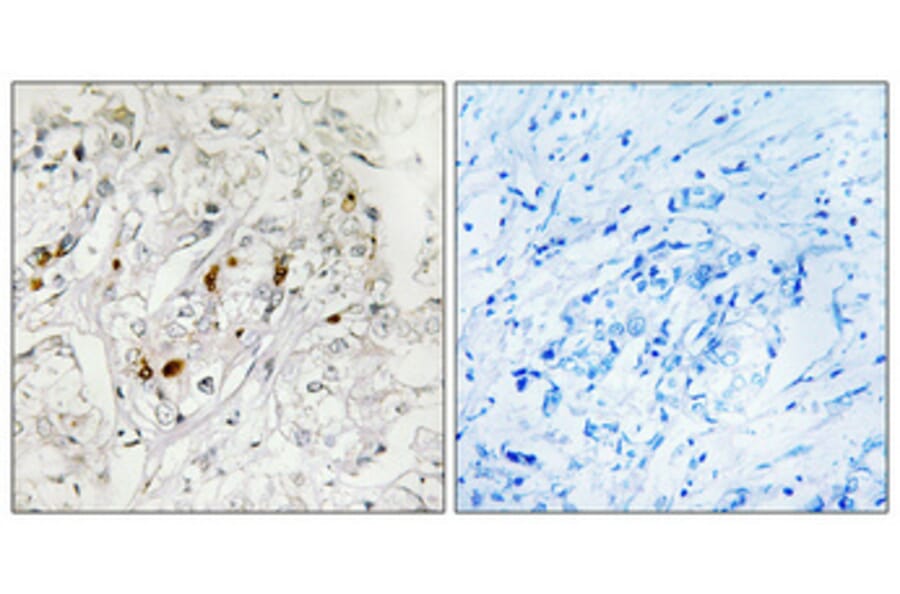 Immunohistochemistry - Anti-MSK1 Antibody (B7155) - Antibodies.com
