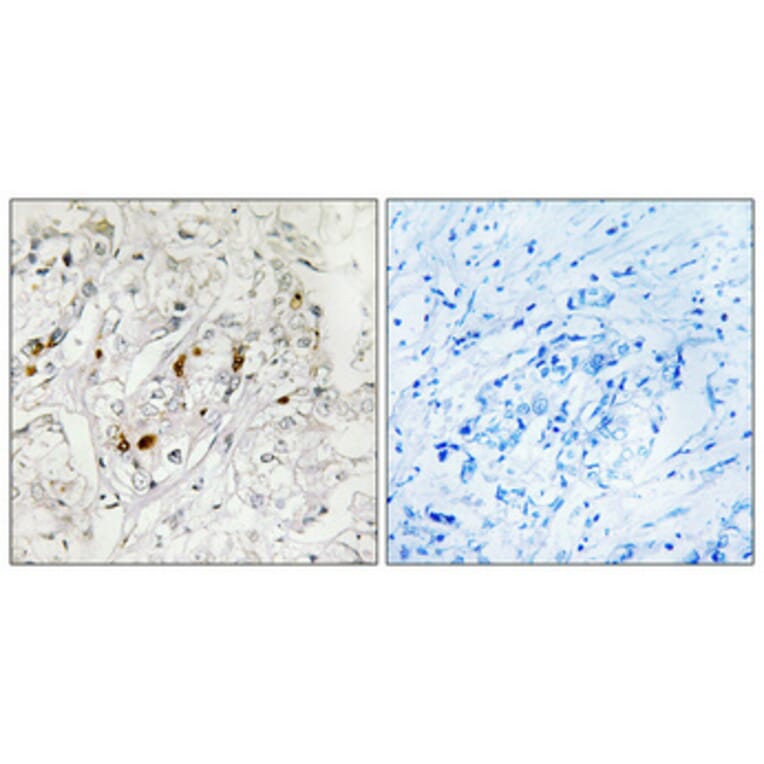 Immunohistochemistry - Anti-MSK1 Antibody (B7155) - Antibodies.com