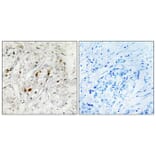 Immunohistochemistry - Anti-MSK1 Antibody (B7155) - Antibodies.com