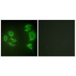 Immunofluorescence - Anti-MLTK Antibody (C11781) - Antibodies.com