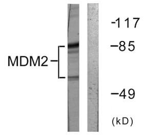 Western Blot - Anti-MDM2 Antibody (B0508) - Antibodies.com