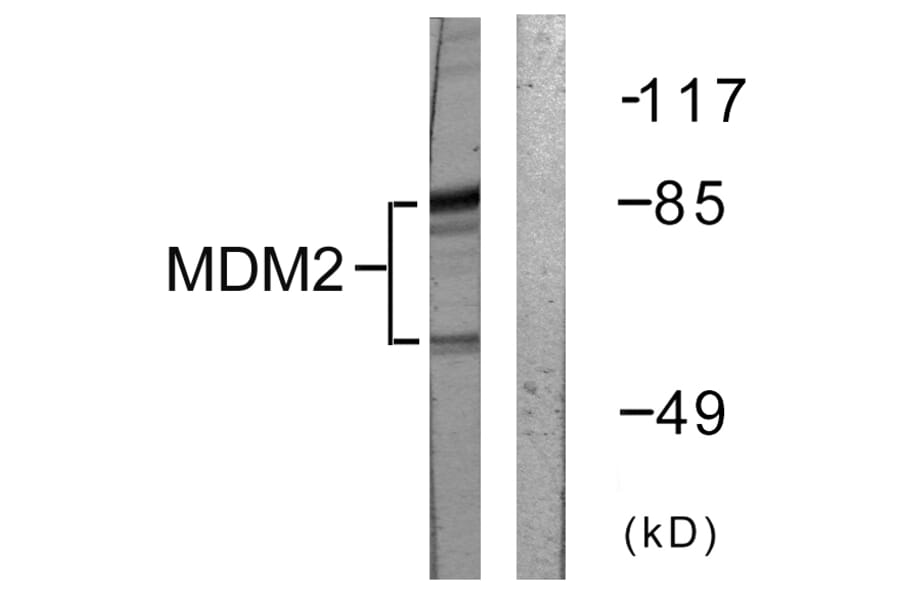 Western Blot - Anti-MDM2 Antibody (B0508) - Antibodies.com