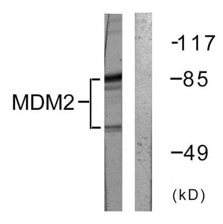 Western Blot - Anti-MDM2 Antibody (B0508) - Antibodies.com