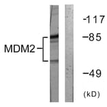 Western Blot - Anti-MDM2 Antibody (B0508) - Antibodies.com