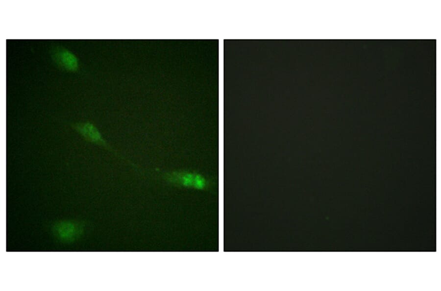 Immunofluorescence - Anti-MDM2 Antibody (B0508) - Antibodies.com