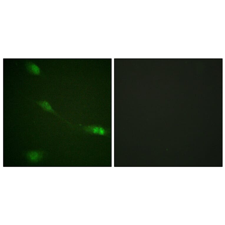 Immunofluorescence - Anti-MDM2 Antibody (B0508) - Antibodies.com