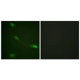Immunofluorescence - Anti-MDM2 Antibody (B0508) - Antibodies.com