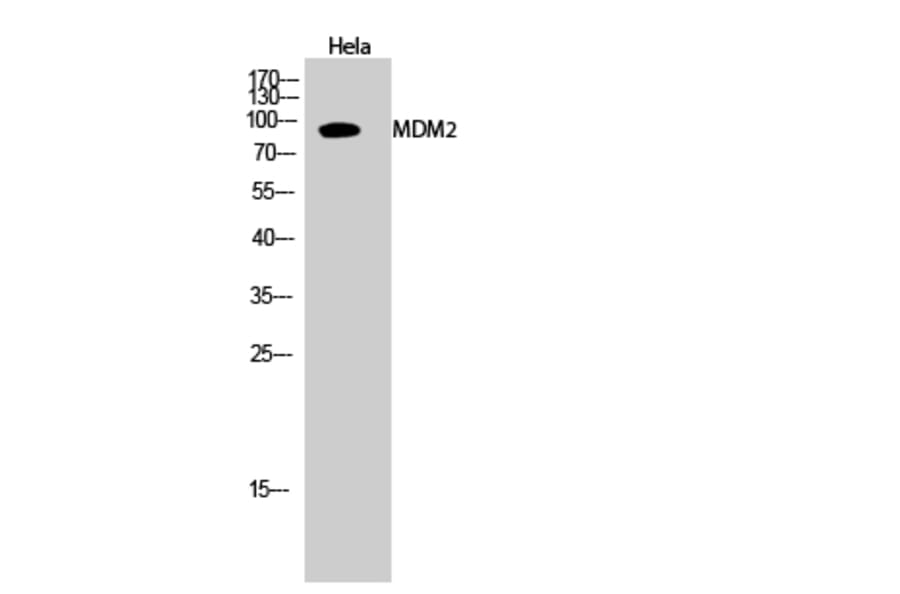 Western Blot - Anti-MDM2 Antibody (B0508) - Antibodies.com