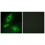 Immunofluorescence - Anti-LTBR Antibody (C10577) - Antibodies.com