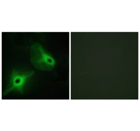 Immunofluorescence - Anti-KSR2 Antibody (C11236) - Antibodies.com