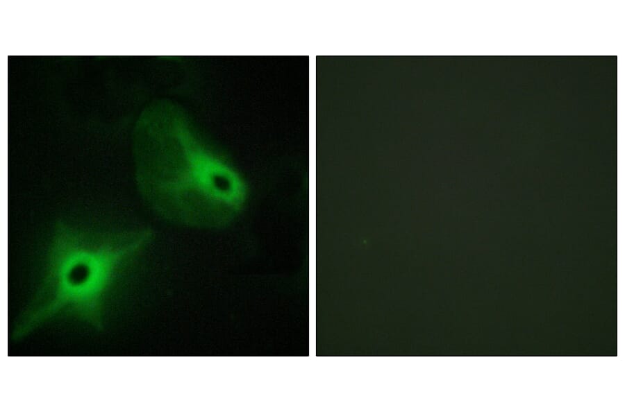 Immunofluorescence - Anti-KSR2 Antibody (C11236) - Antibodies.com