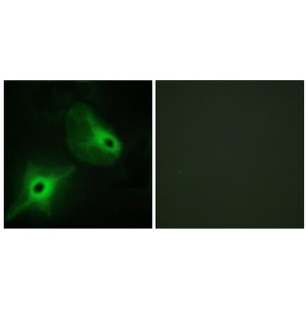 Immunofluorescence - Anti-KSR2 Antibody (C11236) - Antibodies.com
