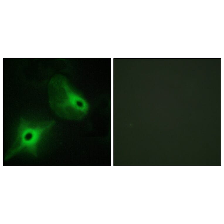 Immunofluorescence - Anti-KSR2 Antibody (C11236) - Antibodies.com
