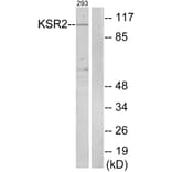 Western Blot - Anti-KSR2 Antibody (C11236) - Antibodies.com