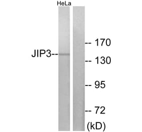 Western Blot - Anti-JIP3 Antibody (C11903) - Antibodies.com