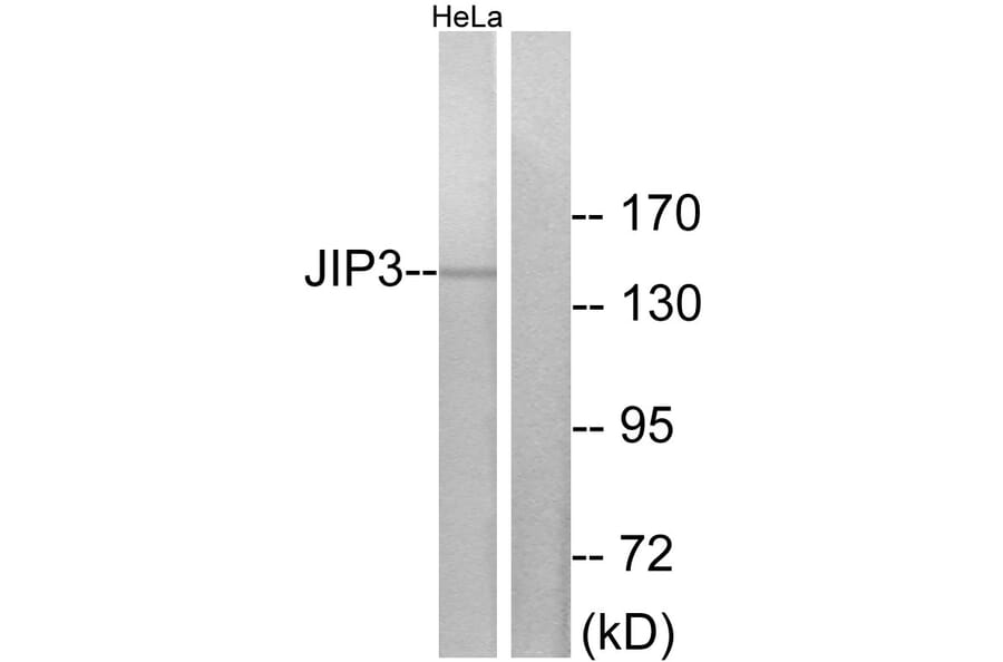 Western Blot - Anti-JIP3 Antibody (C11903) - Antibodies.com