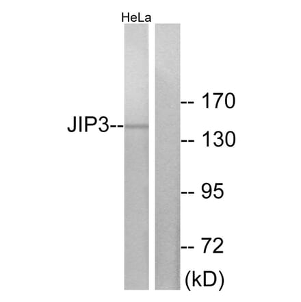 Western Blot - Anti-JIP3 Antibody (C11903) - Antibodies.com