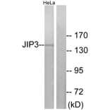 Western Blot - Anti-JIP3 Antibody (C11903) - Antibodies.com