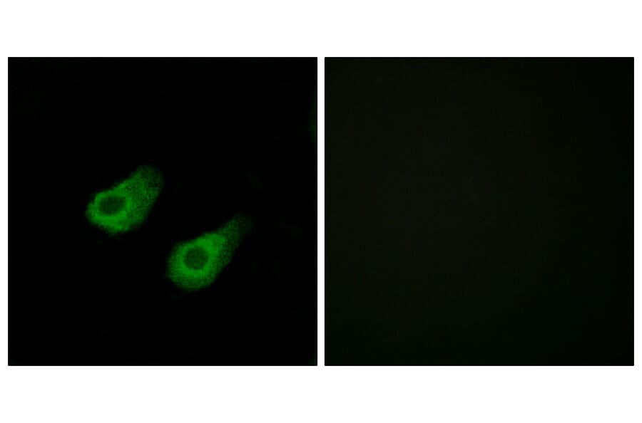 Immunofluorescence - Anti-JIP3 Antibody (C11903) - Antibodies.com
