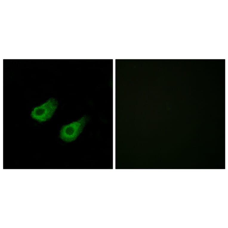 Immunofluorescence - Anti-JIP3 Antibody (C11903) - Antibodies.com