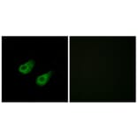Immunofluorescence - Anti-JIP3 Antibody (C11903) - Antibodies.com