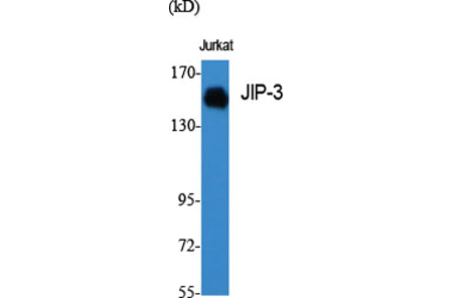 Western Blot - Anti-JIP3 Antibody (C11903) - Antibodies.com
