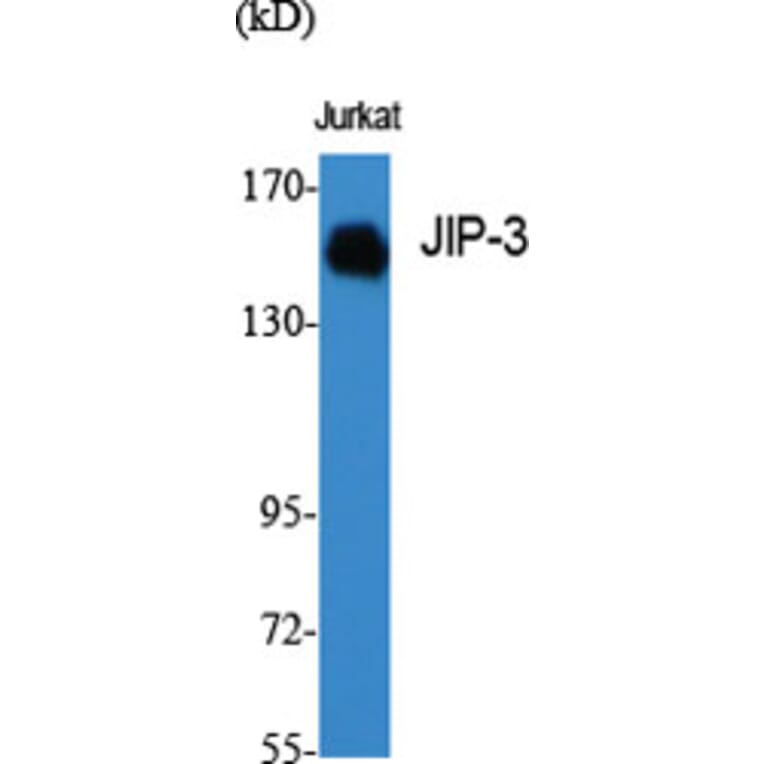 Western Blot - Anti-JIP3 Antibody (C11903) - Antibodies.com